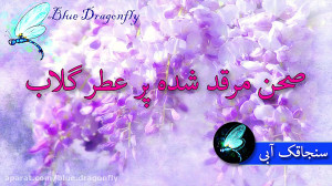 ولادت امام رضا  کلیپ تبریک ولا...