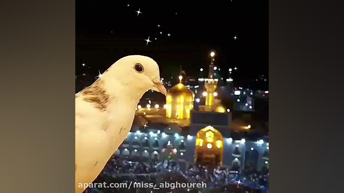 کلیپ میلاد امام رضا  میلاد اما...
