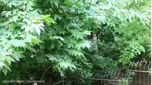 آواز خواندن مریم امیرجلالی برا...