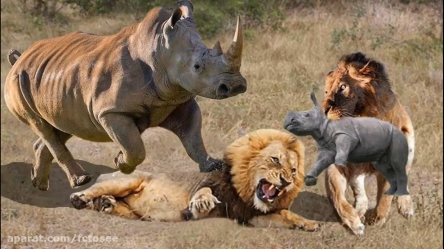 حیات وحش | نبرد شیر و کرگدن  پ...