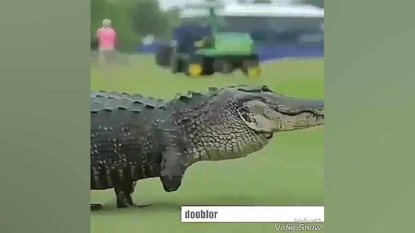 مردم از خنده تمساح علیل