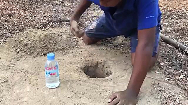 تله ی کبوتر