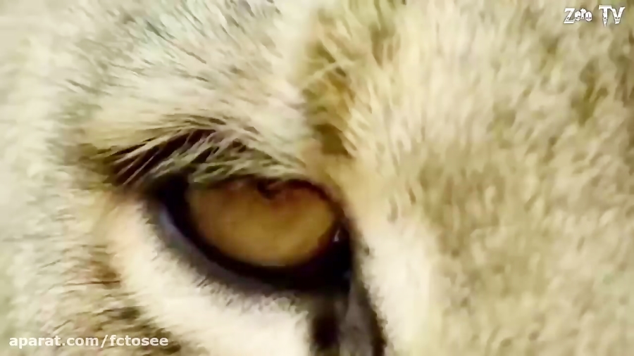 حیات وحش | شیرهای شکست خورده ت...