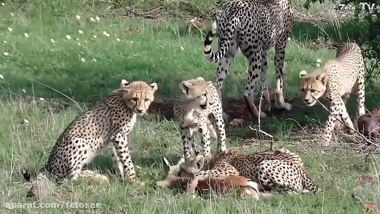 حیات وحش | نجات بچه ایمپالا از...