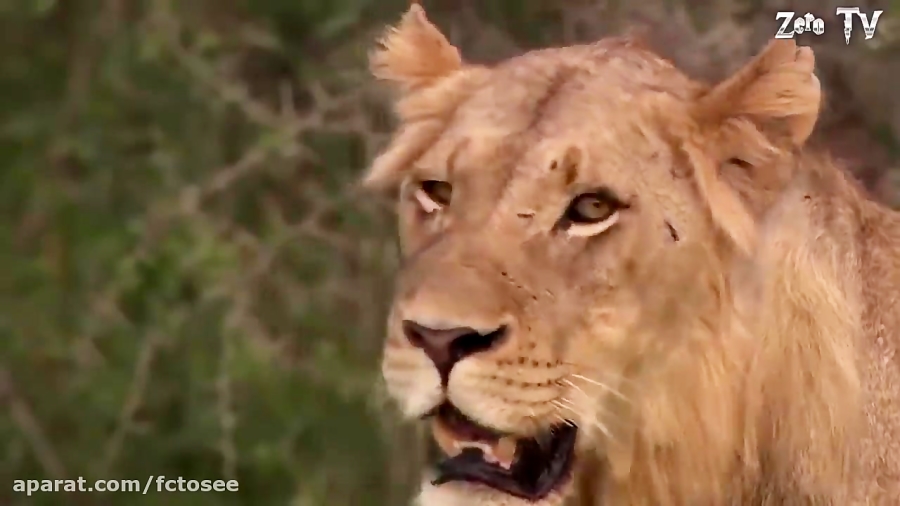 حیات وحش | شکار ناموفق شیر و چ...