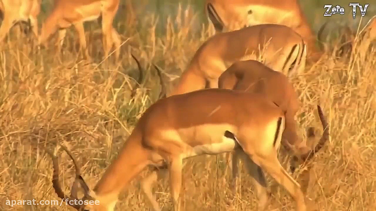 حیات وحش | شکار ناموفق شیر و چ...