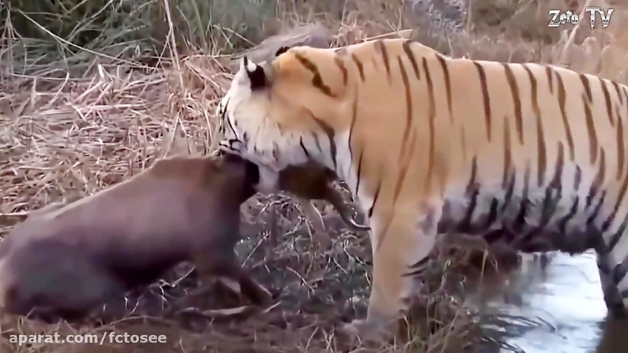 حیات وحش | حیوانات وحشی شگفت ا...