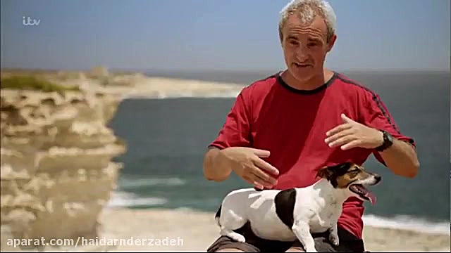 سگ ها و دوستی مداوم..وفاداري