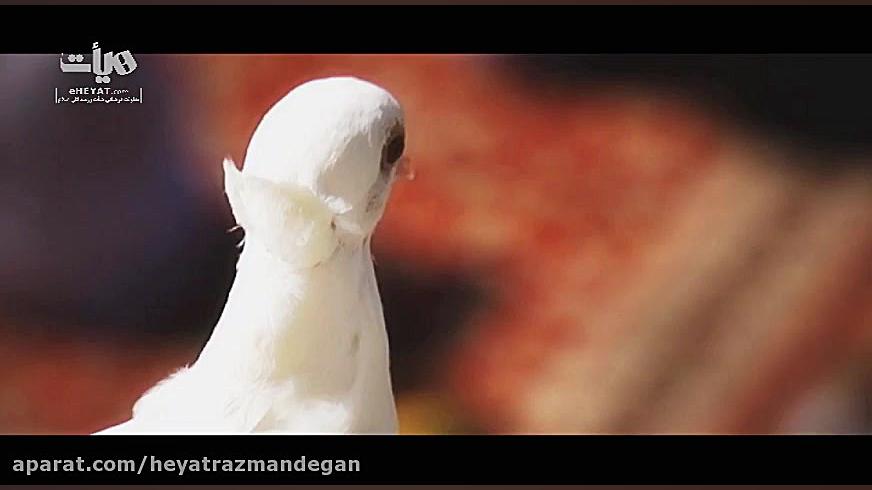 نماهنگ &laquo;امام رضایی‌ام&ra...