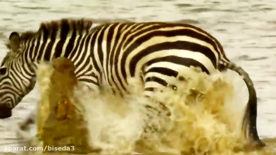 10 مبارزه عجیب و غریب حیوانات