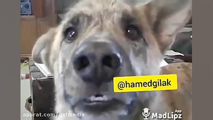 سکه شد ۱۰ میلیون