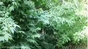 خوانندگی مریم امیرجلالی برای م...