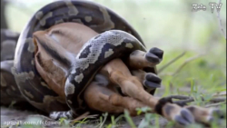 گربه سانان نمیتواند از دست آنا...