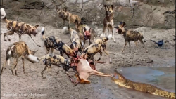 حیات وحش | لحظه های نبرد حیوان...