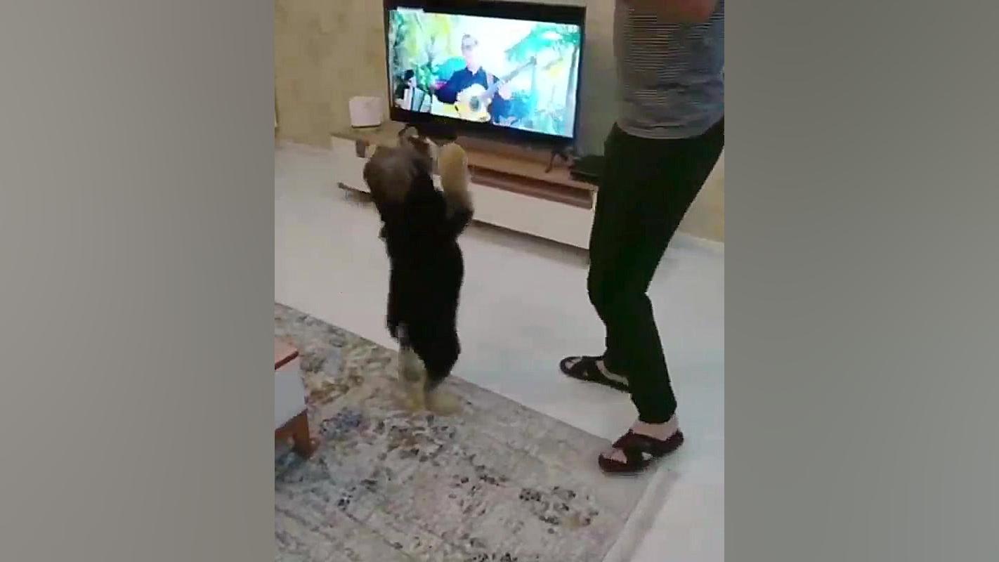 بهترین سگ دنیا