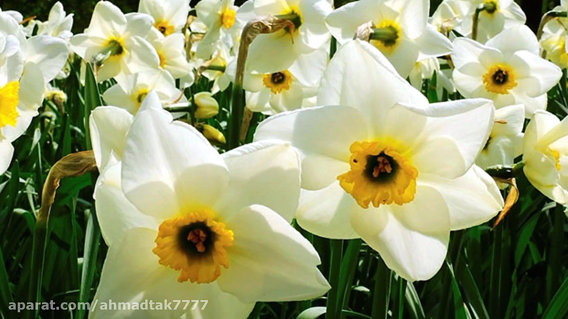 دکلمه های جالب و شنیدنی...!!