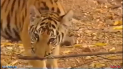 حیوانات وحشی دعوا می کنند  تمس...