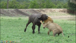 قدرت شیر در دنیای حیوانات  شیر...