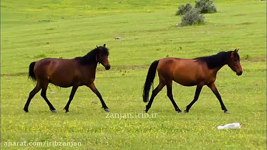 دکلمه ترکی منی یادا سالان یوخ