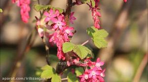 ترانه ترکی احساسی سنی گوردم