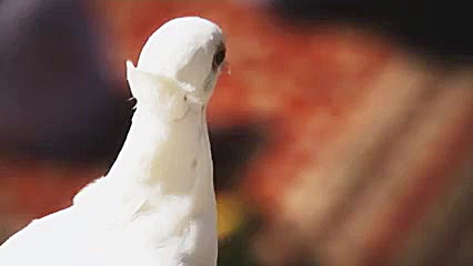 صل الله علیک یا غریب الغربا یا...