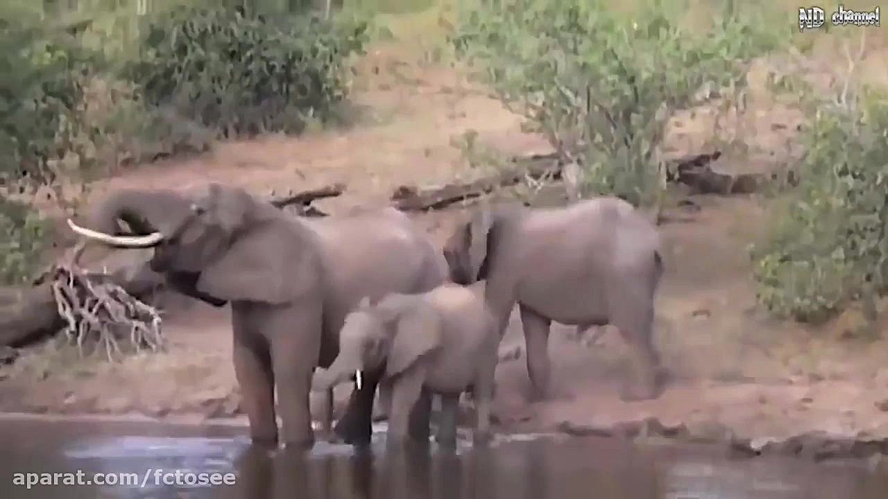 حیات وحش | تمساح پادشاه باتلاق...