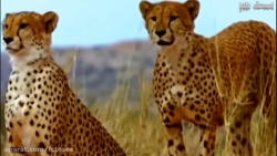 حیات وحش | پرتاب یوزپلنگ توسط...