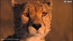 حیات وحش | حماسه مبارزه شیر  ک...