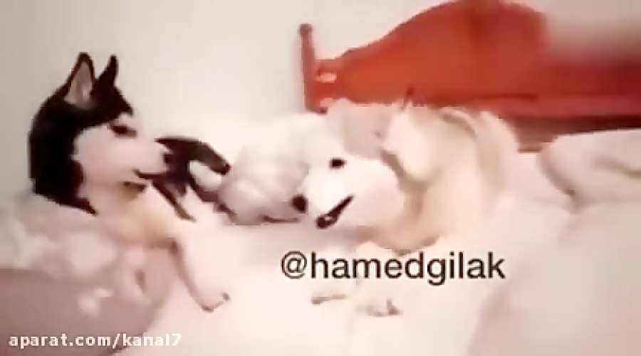 کلیپ طنز حامد گیلک