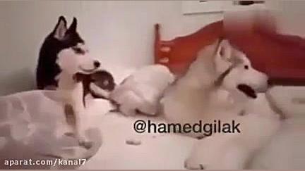 کلیپ طنز حامد گیلک