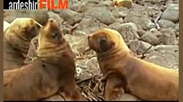 ویدیو طنز دوبله حیوانات