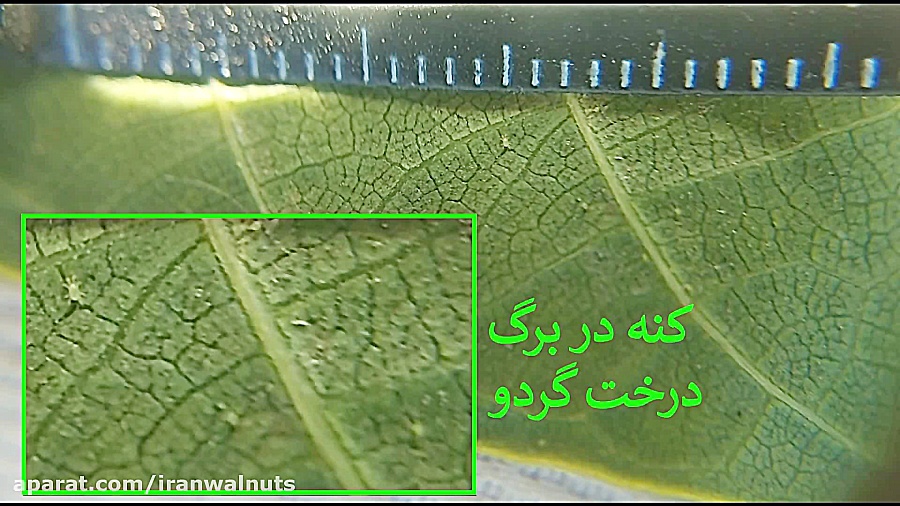 ایران گردو | نحوه شناسایی آفت...