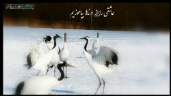 کلیپ تبریک سالروز ازدواج