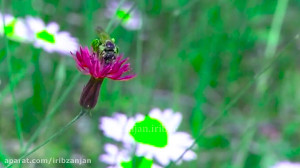 ترانه شاد ترکی "سیزده گول...