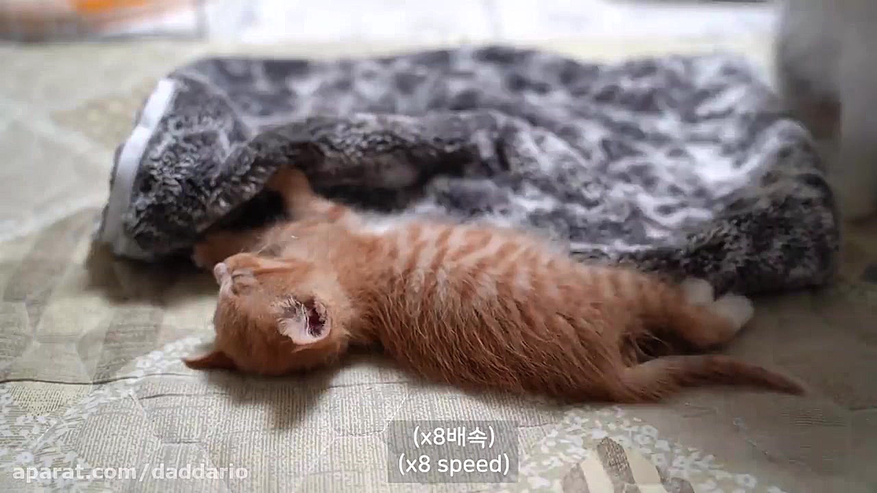 واکنش جالب گربه سفید خوشگل به...