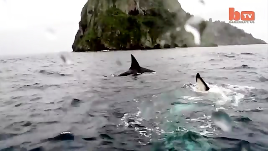 نبرد نهنگ قاتل و کوسه سفید 1