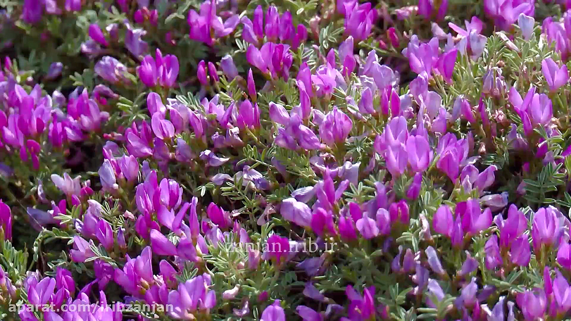 ترانه ترکی آرزومدو بو باغا گلس...