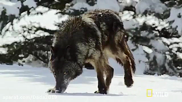 شکار گرگهای سیاه در پارک یلو ا...