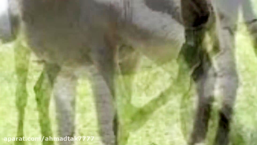 مشاعره خــــــر ... با آدم..