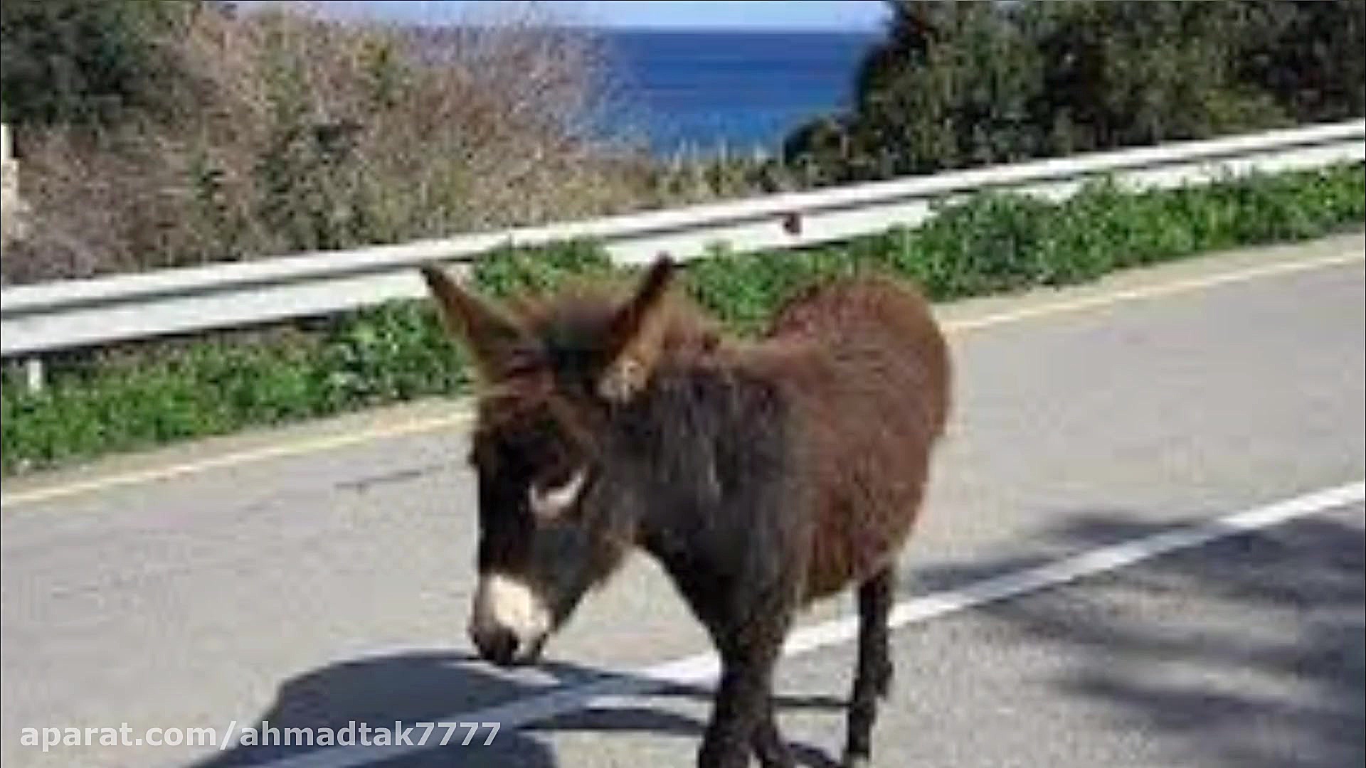 مشاعره خــــــر ... با آدم..