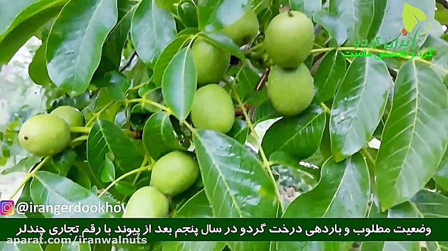 ایران گردو | باردهی | گردو چند...