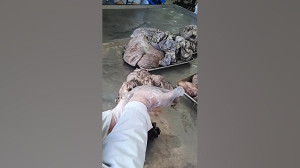 آناتومی2 عملی  جلسه چهارم(آخر)...