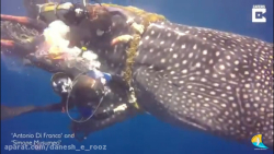 نجات کوسه نهنگ توسط دو غواص ش...