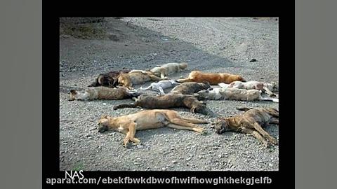 دیرین دیرین . سگ کشی