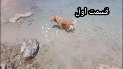 شنا کردن در دریا و ماهیگیری سگ...