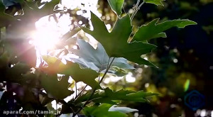 هفته تامین اجتماعی گرامی باد