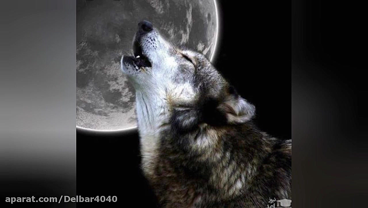 حکایتی جالب وشنیدنی از کتاب دی...