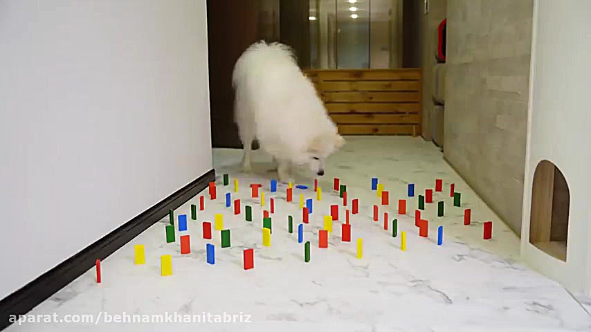 چالش سگ و گربه کلیپ بامزه از ح...