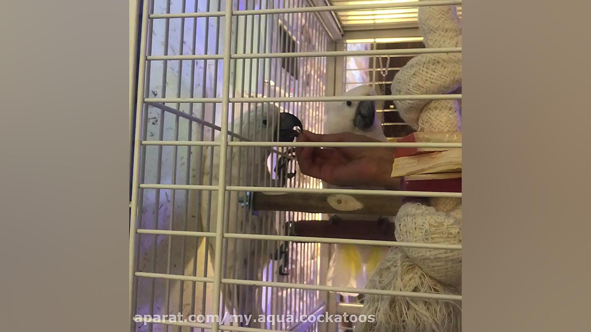 غذا خوردن با رعایت فاصله اجتما...