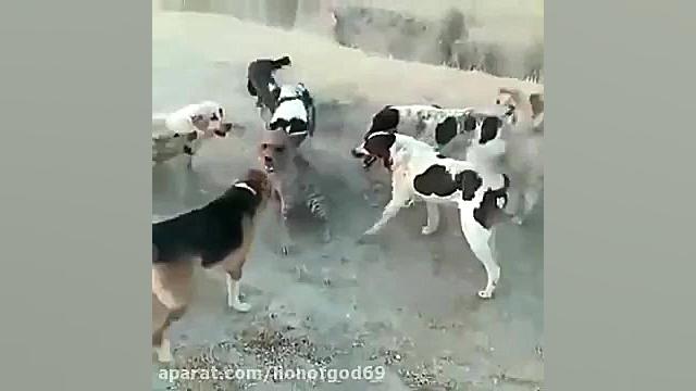 حمله سگ ها به کفتار